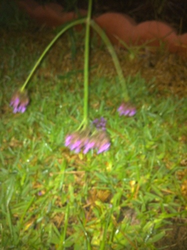 Blurry flower picture