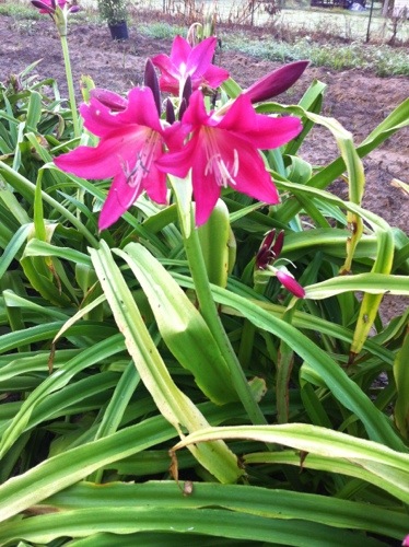 Crinums blooming 