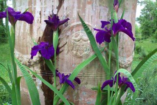 Purple iris in bloom