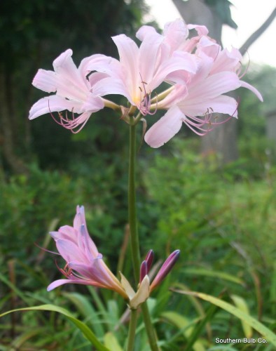 Crinum Lily in bloom