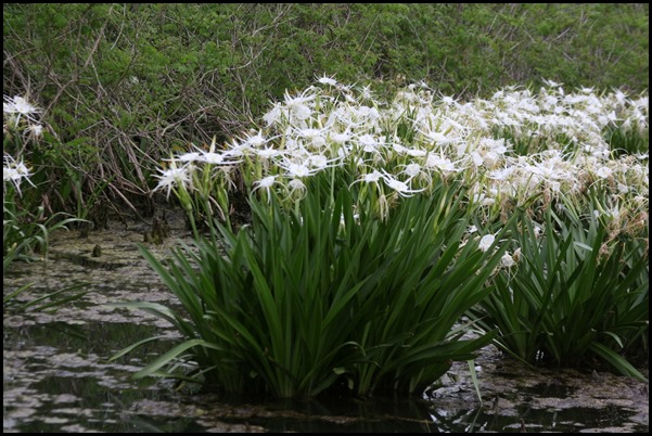 White spider lilies in bloom