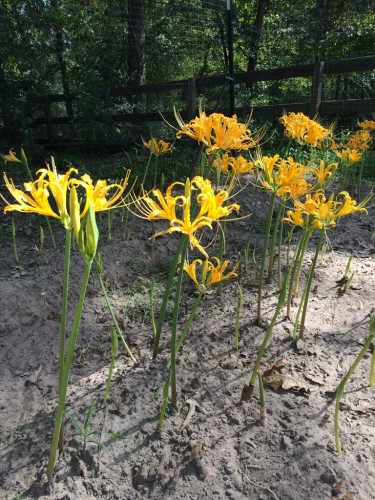 The yellow spider lilies are coming into bloom in Houston 