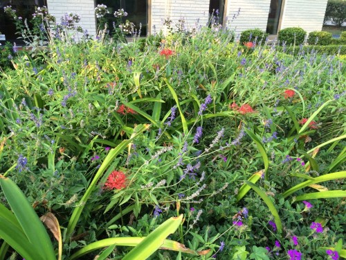 Here we have Salvia Henry Duelberg with homestead purple verbena.