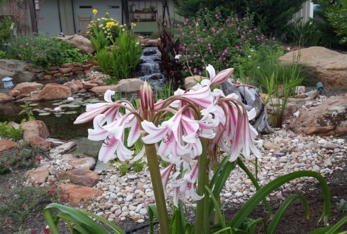 Milk and Wine lilies 