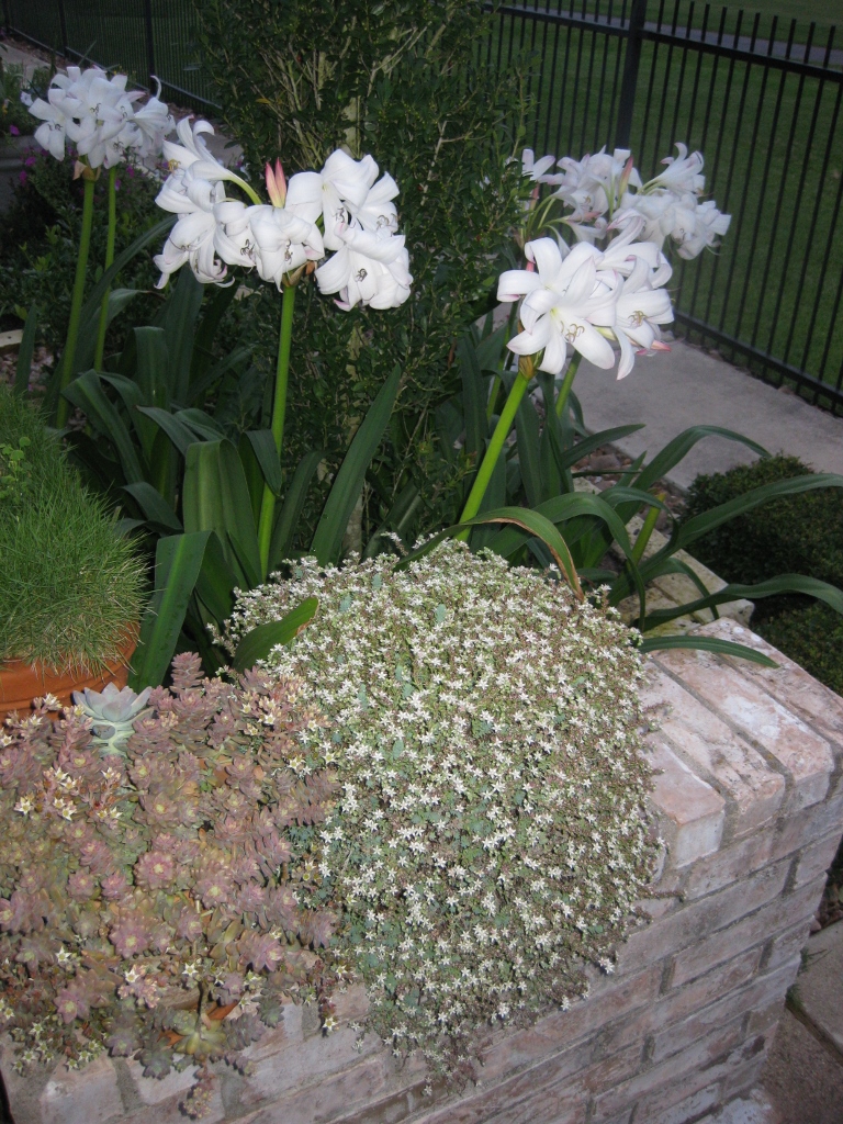 Flowers on display 