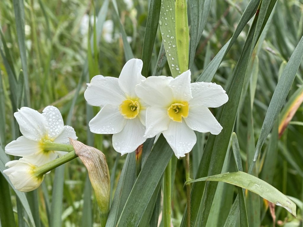 Two Daffodils side by side