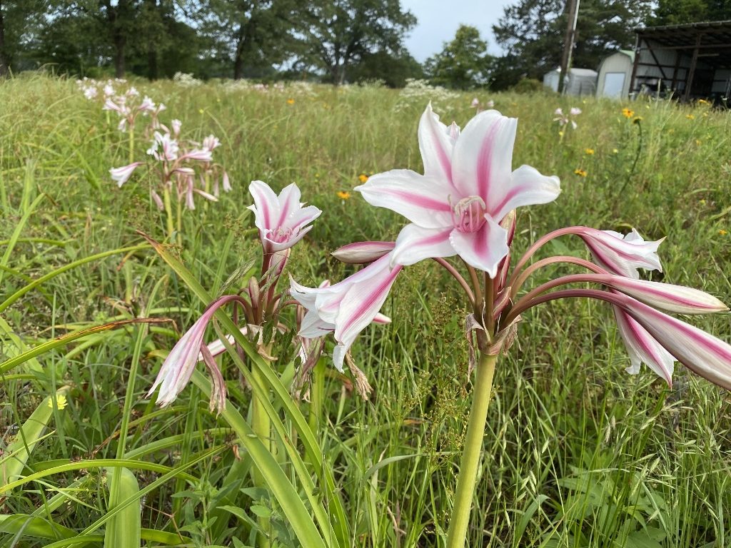 Milk and wine lilies in the wild
