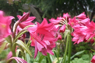 Crinums blooming 