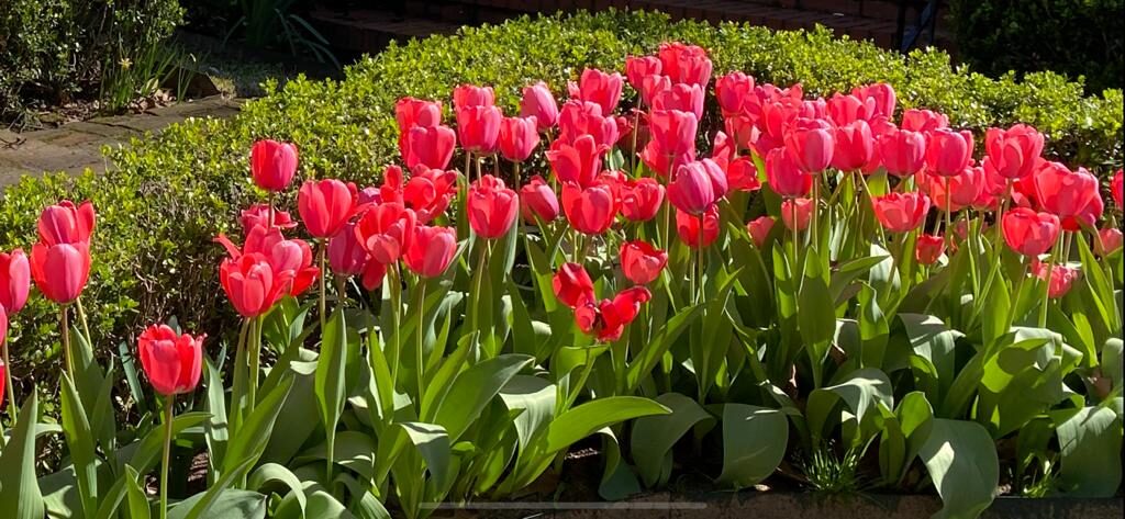 Pink tulips blooming