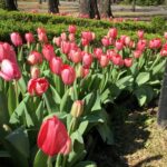 Garden of pink impression tulips
