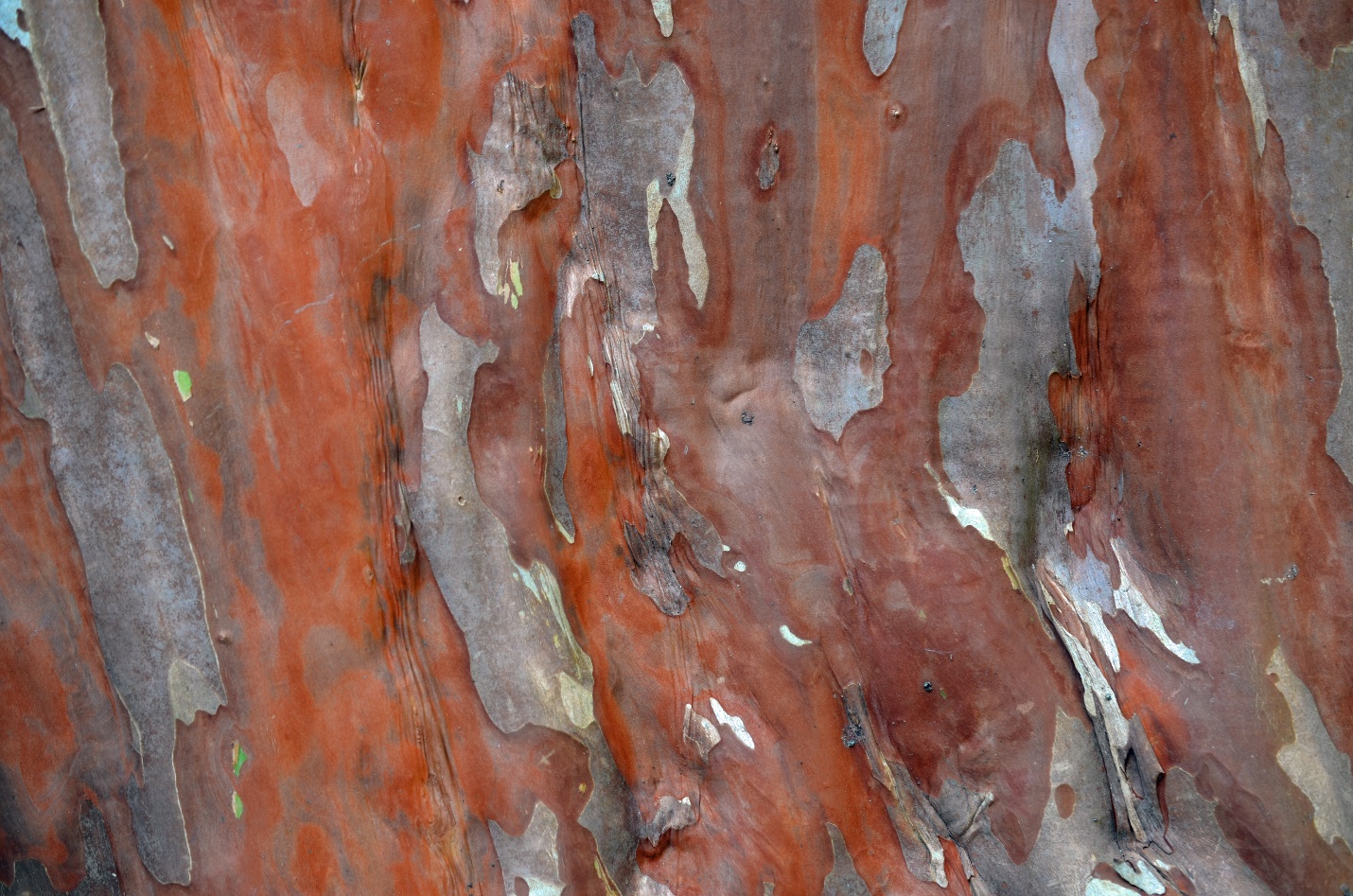 A close-up picture showing the beauty of crapemyrtle bark.