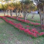 A picture containing schoolhouse lilies (Rhodophiala bifida) also known as oxblood lilies growing with crapemyrtles in Central Texas. Description automatically generated