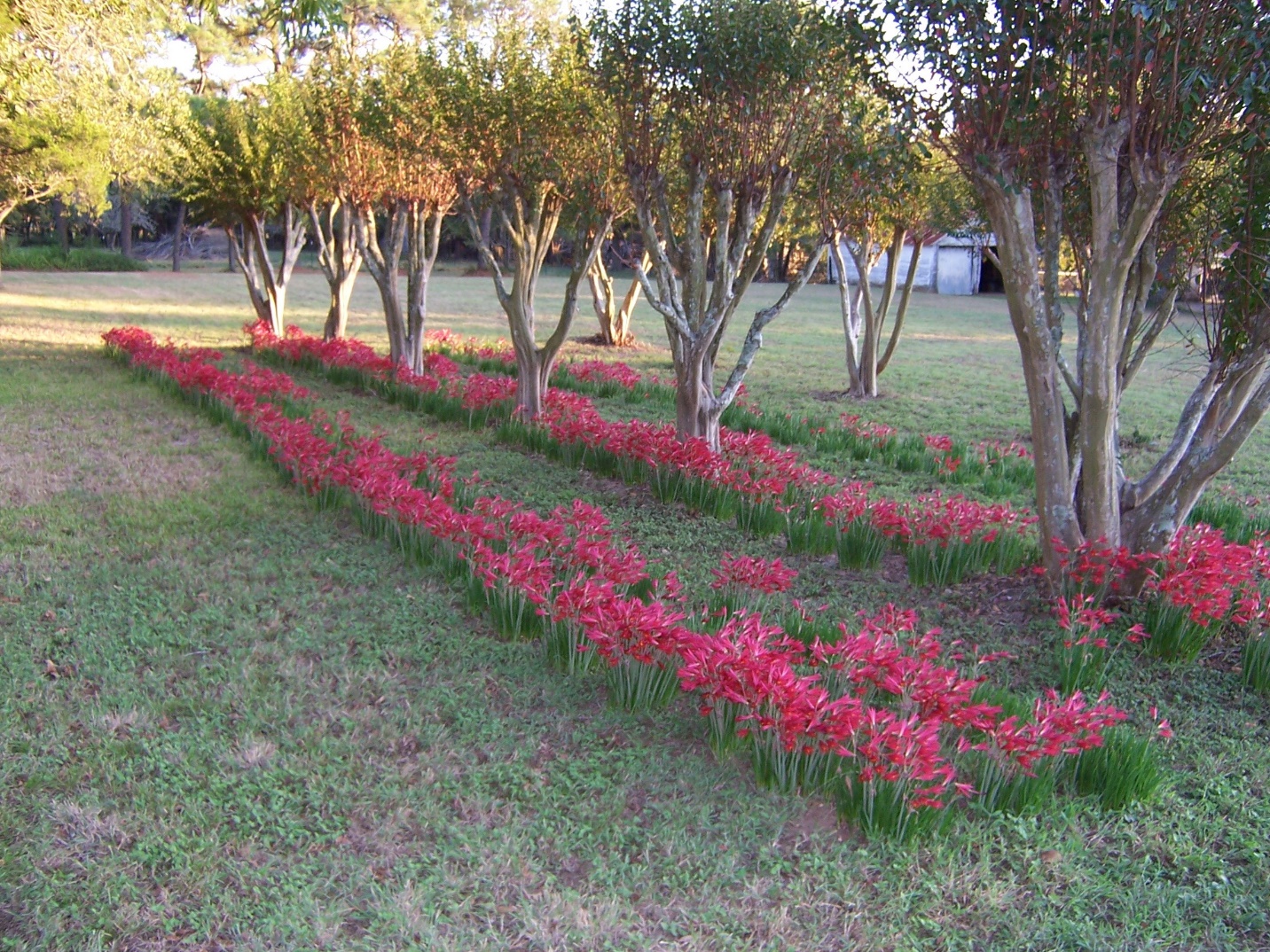 A picture containing schoolhouse lilies (Rhodophiala bifida) also known as oxblood lilies growing with crapemyrtles in Central Texas.