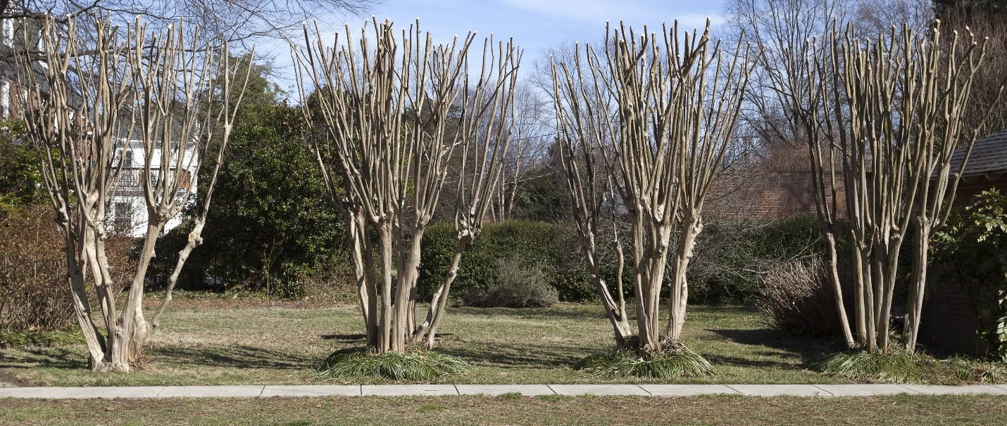 Crapemyrtles or crepe myrtle trees that have been topped or pruned severely.