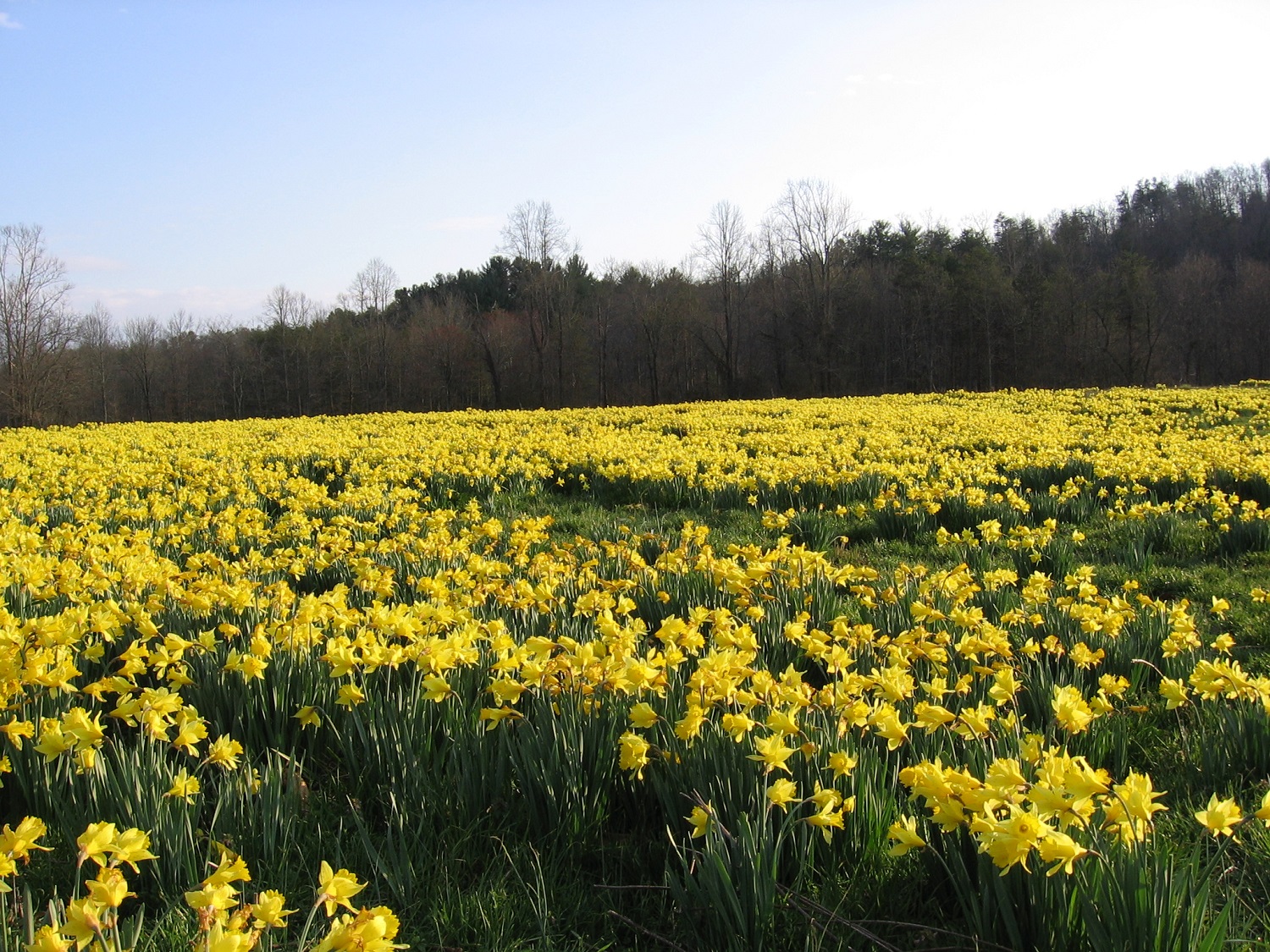 Wild Daffodils in Georgia