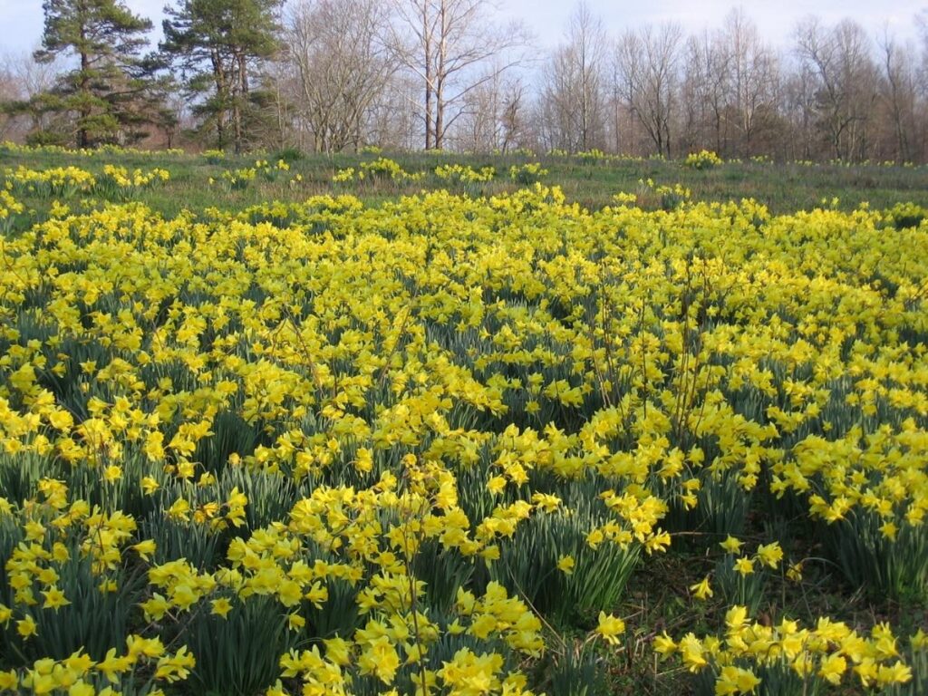 A field of yellow flowers Description automatically generated