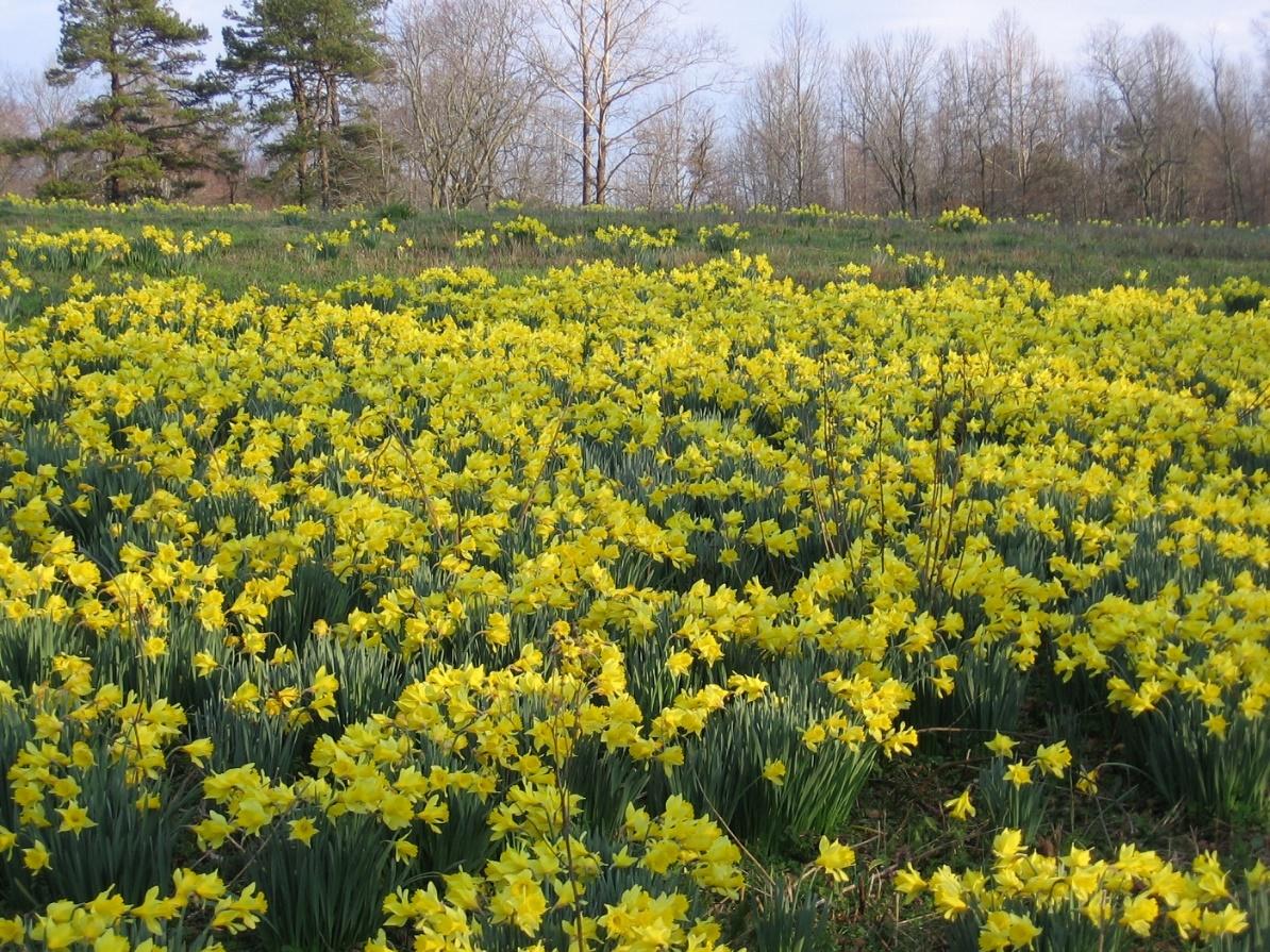 Naturalized wild daffodils growing in Georgia known as Narcissus pseudonarcissus.