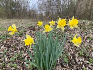 Wild daffodils, known as Lent lilies, growing in an empty lot in East Texas.