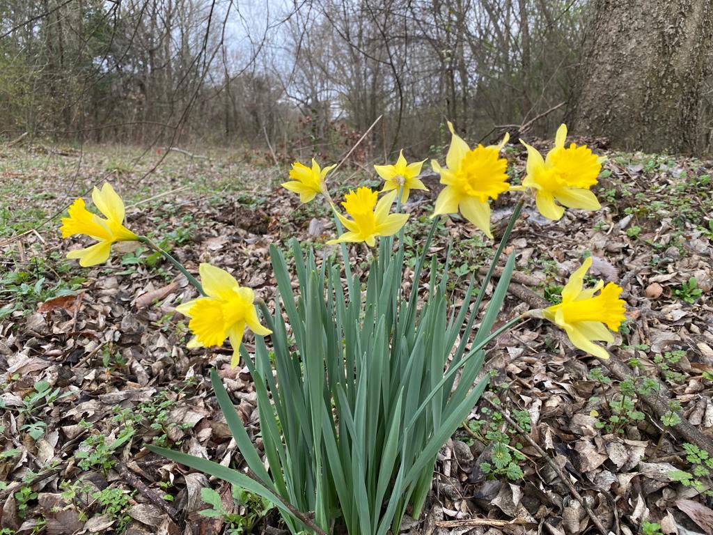 Wild daffodils, known as Lent lilies, growing in an empty lot in East Texas.