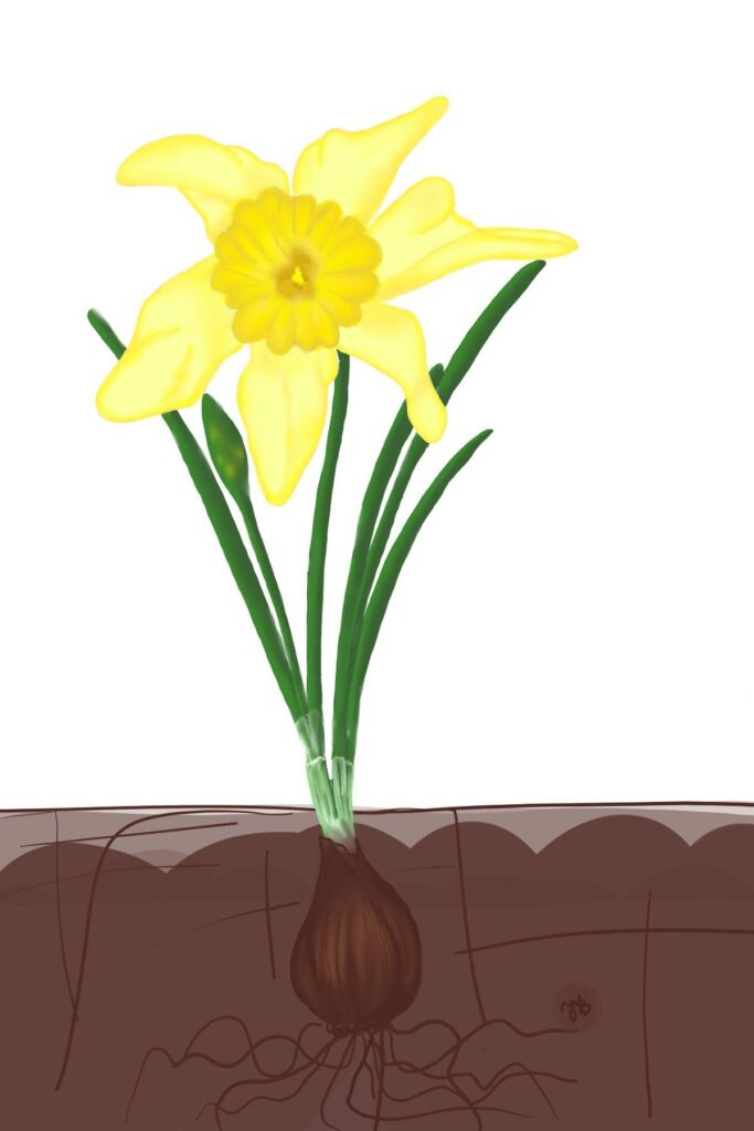 Southern Bulb artist rendition of the Lend Lily