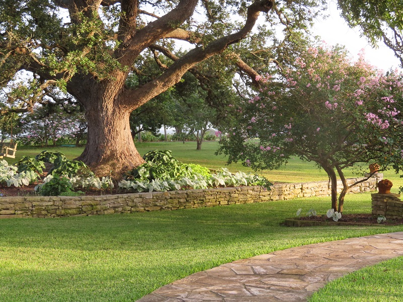'Near East' crapemyrtle  along a stone path in the shadow of a live oak that is several hundred years old.  A stone retaining wall holds in great garden soil for a healthy planting of white caladiums.
