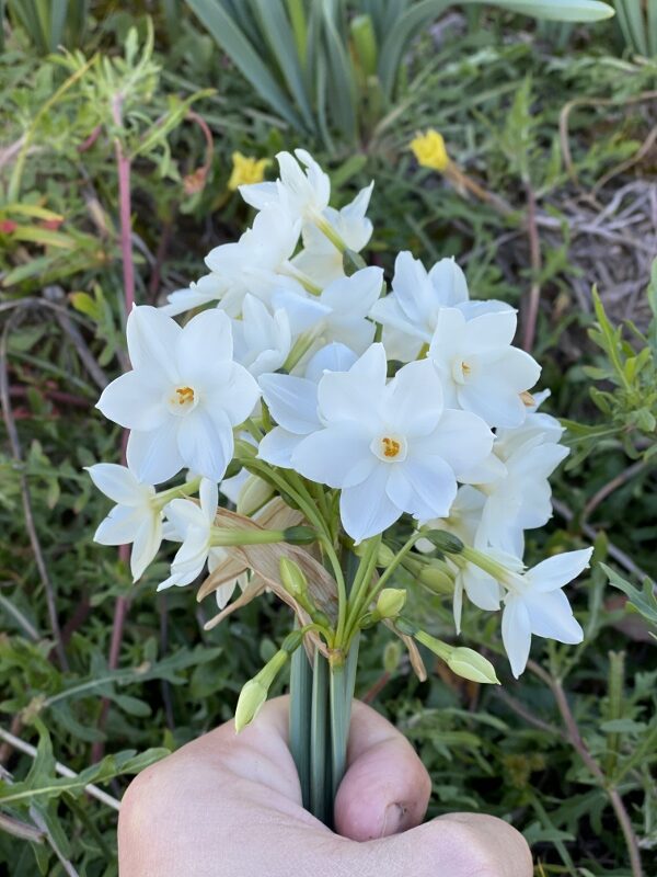 A hand holding a white flower

Description automatically generated with low confidence