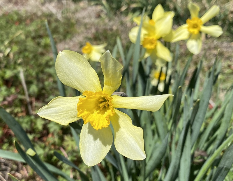 Narcissus incomparabilis flower up close.