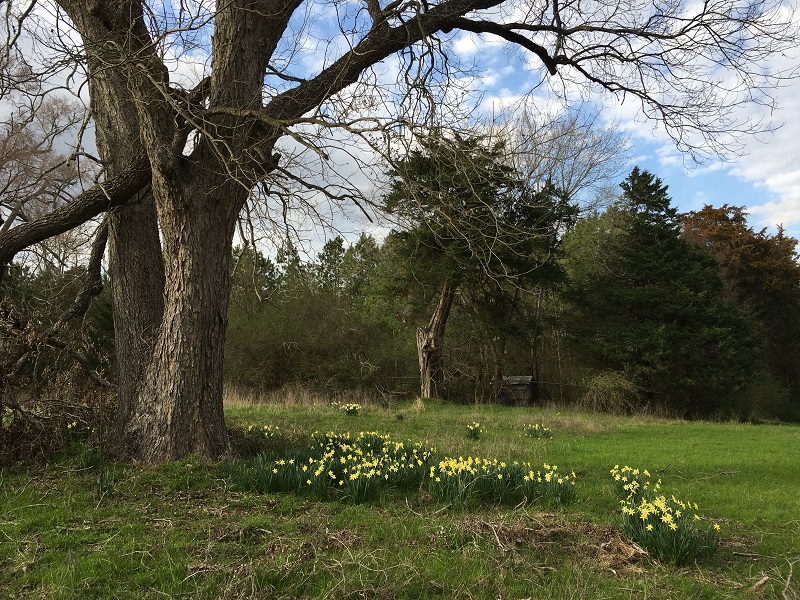Naturalizing daffodils blooming in mid winter in Texas before the leaves on trees emerge.