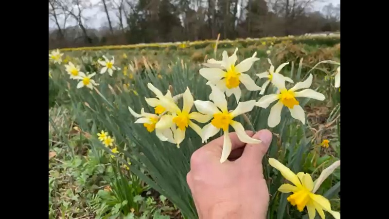 Narcissus incomparabilis bloom held in a hand.