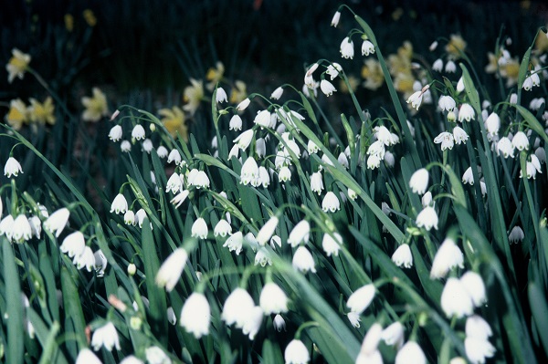 Snowflakes with Narcissus incomparabilis in the back ground