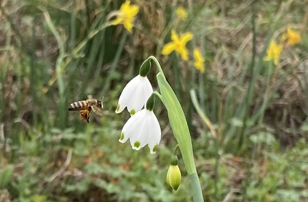 Bees pollinating a Leucojum aestivum.
