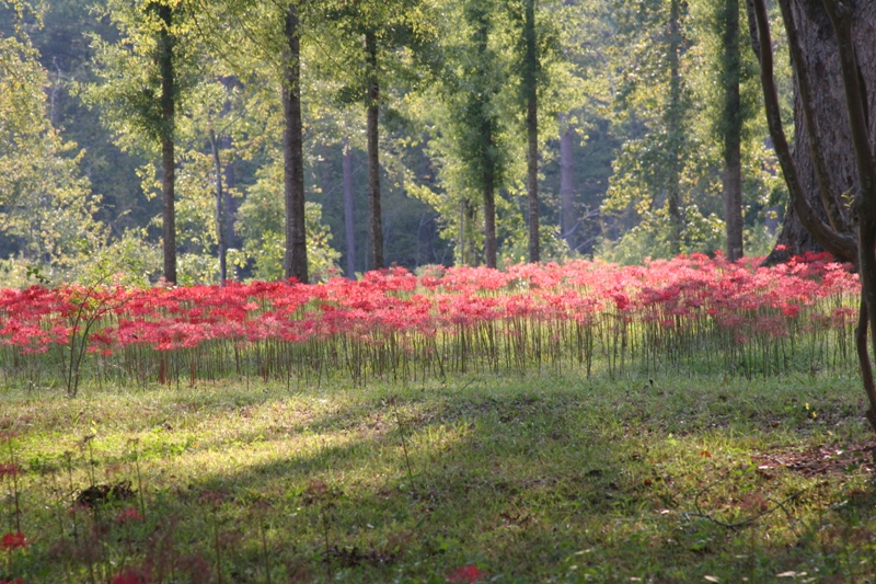 A field of red spider lilies, Lycoris radiata, blooming in Louisiana.