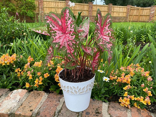Carolyn Whorton caladium lighting up a shady spot in a pot