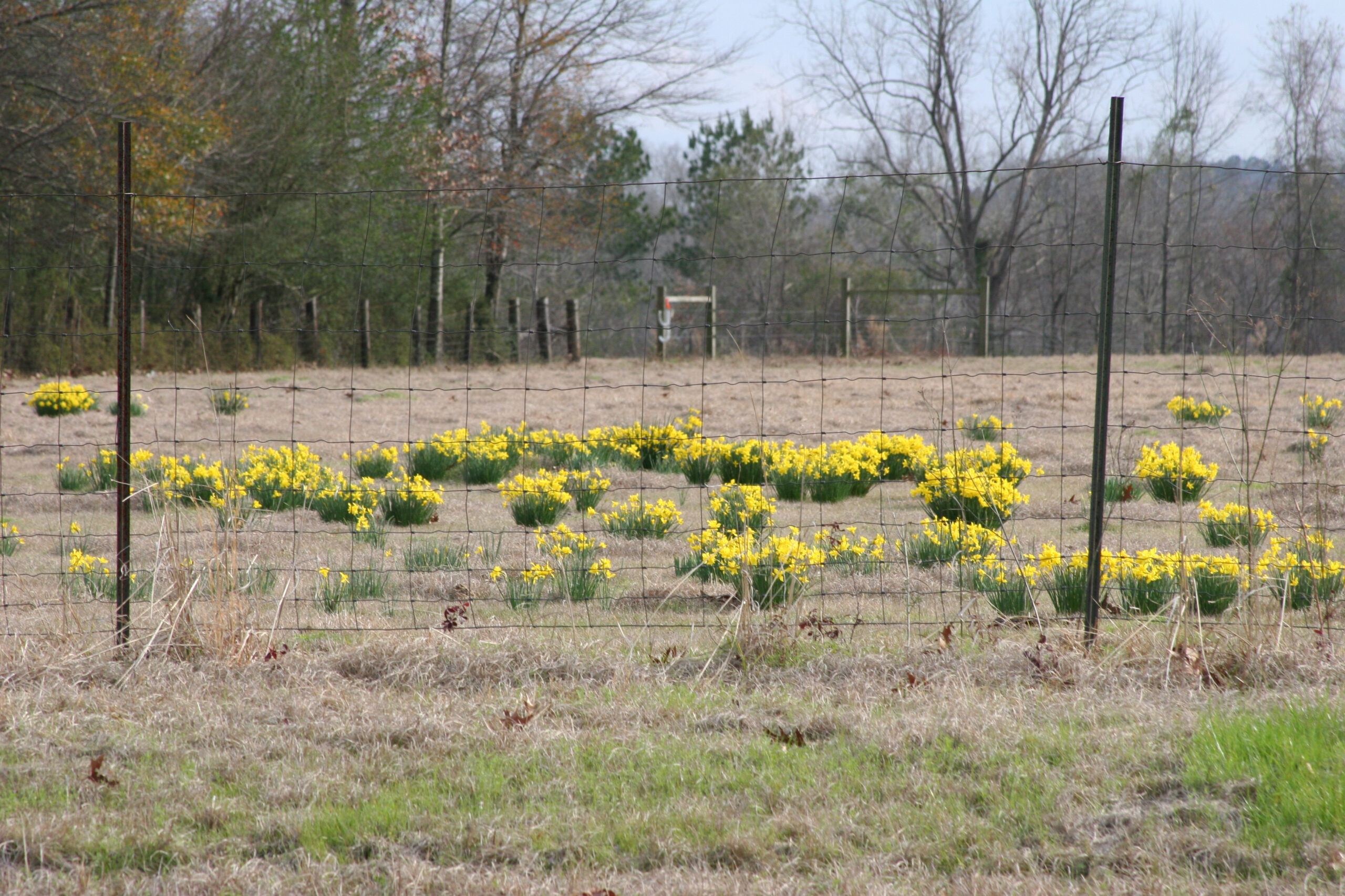 Campernelle daffodils naturalized in a field, blooming in late winter