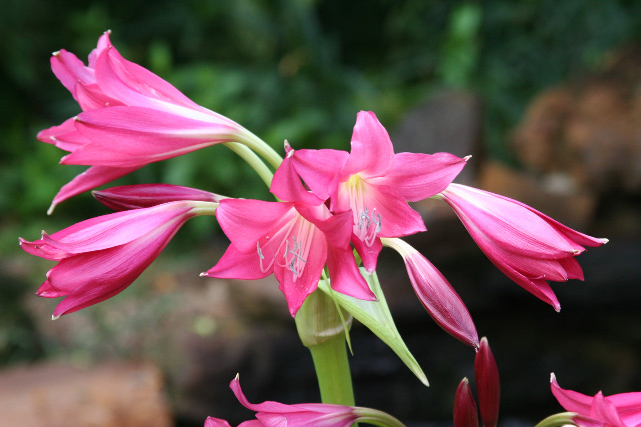 Wine-rose blooms of Crinum Ellen Bosanquet in the summer garden