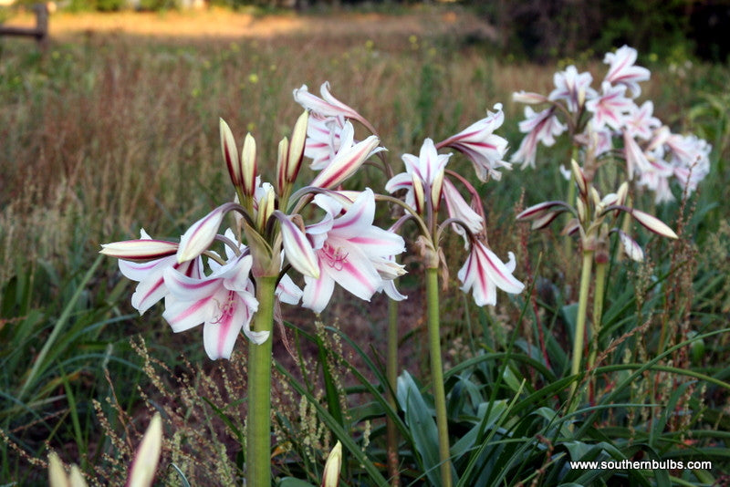 Milk and Wine crinum in bloom, striped white and wine-red trumpets