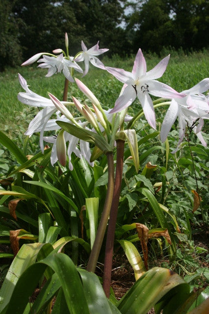 Crinum Summer Nocturne, white trumpets brushed with pale pink, the best crinum for containers