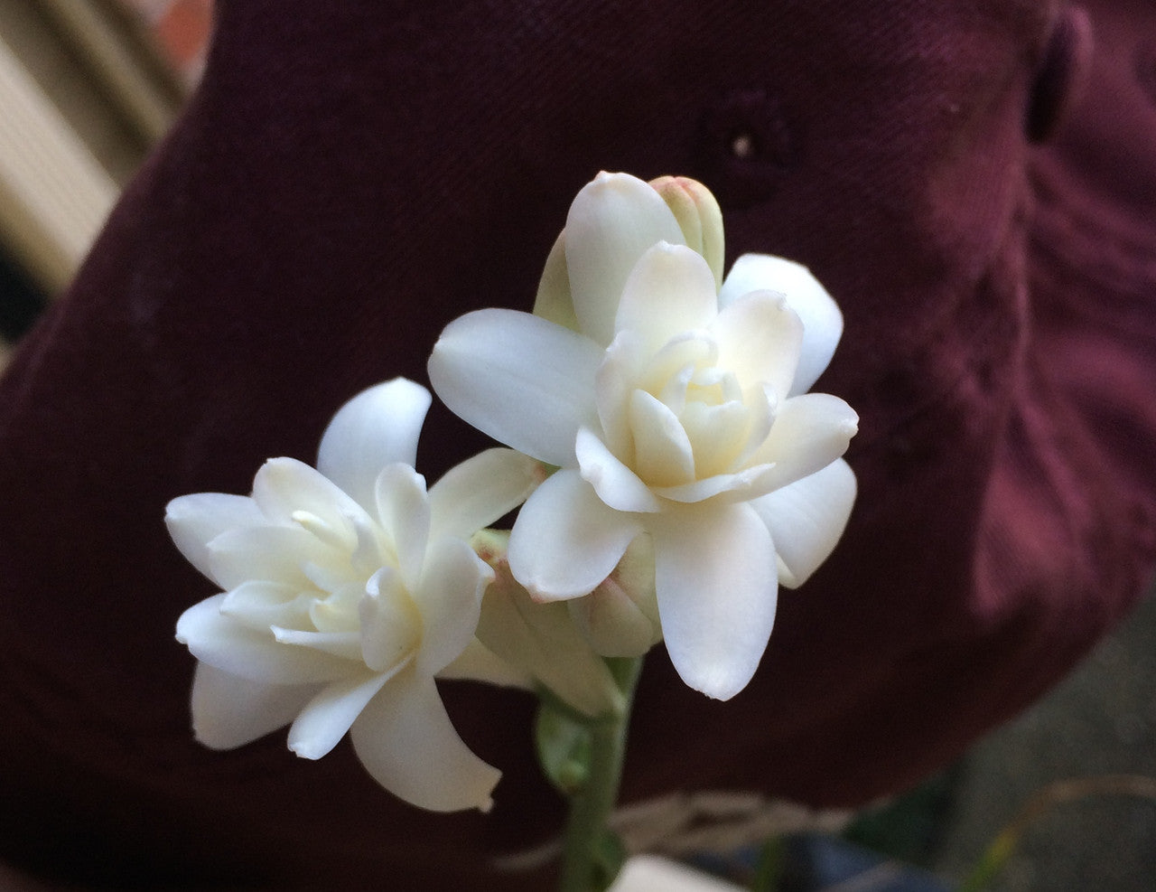 Fragrant white double tuberose blooms