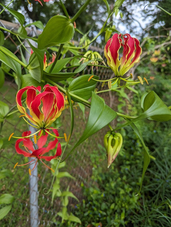 Gloriosa fire lily blooms in every stage on the vine