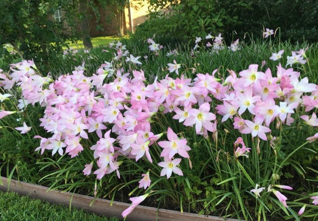 Pink rain lilies (Habranthus robustus) blooming at the Southern Bulb farm after a summer storm