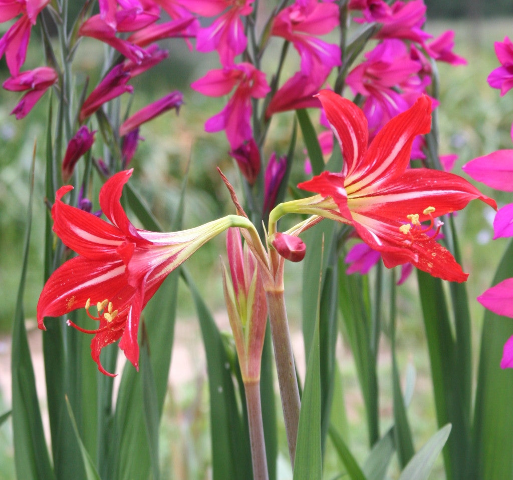Hardy amaryllis blooming on the Southern Bulb farm in April