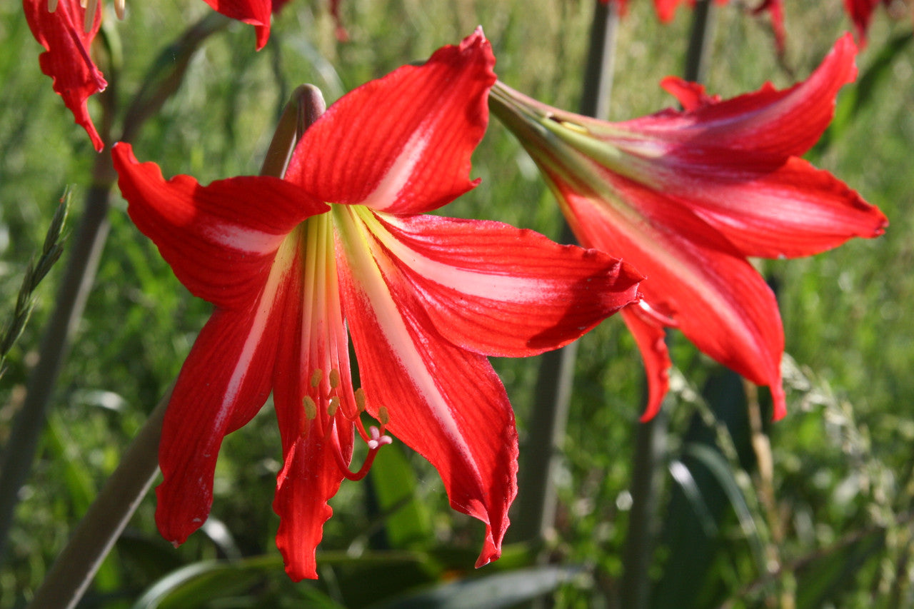 Hardy amaryllis (Hippeastrum x johnsonii), deep red trumpets with white stars
