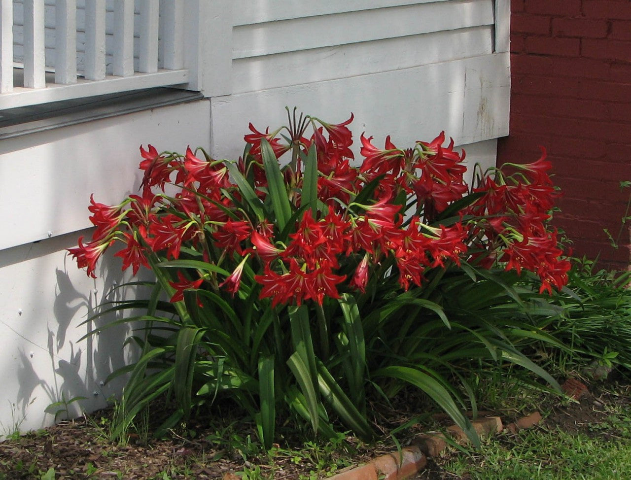 Hippeastrum x johnsonii bloom close-up
