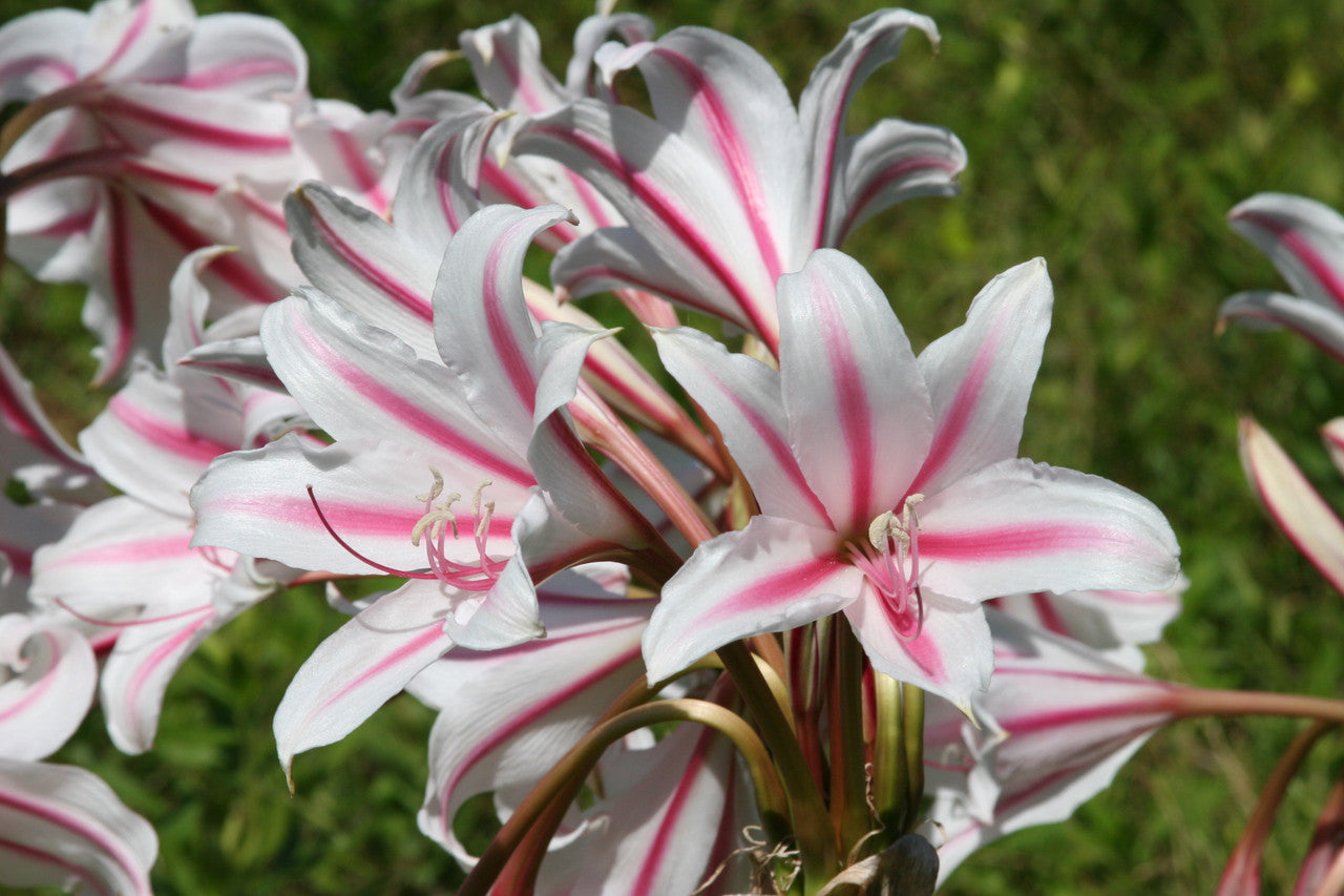 Milk and Wine crinum bloom spike with multiple striped trumpets