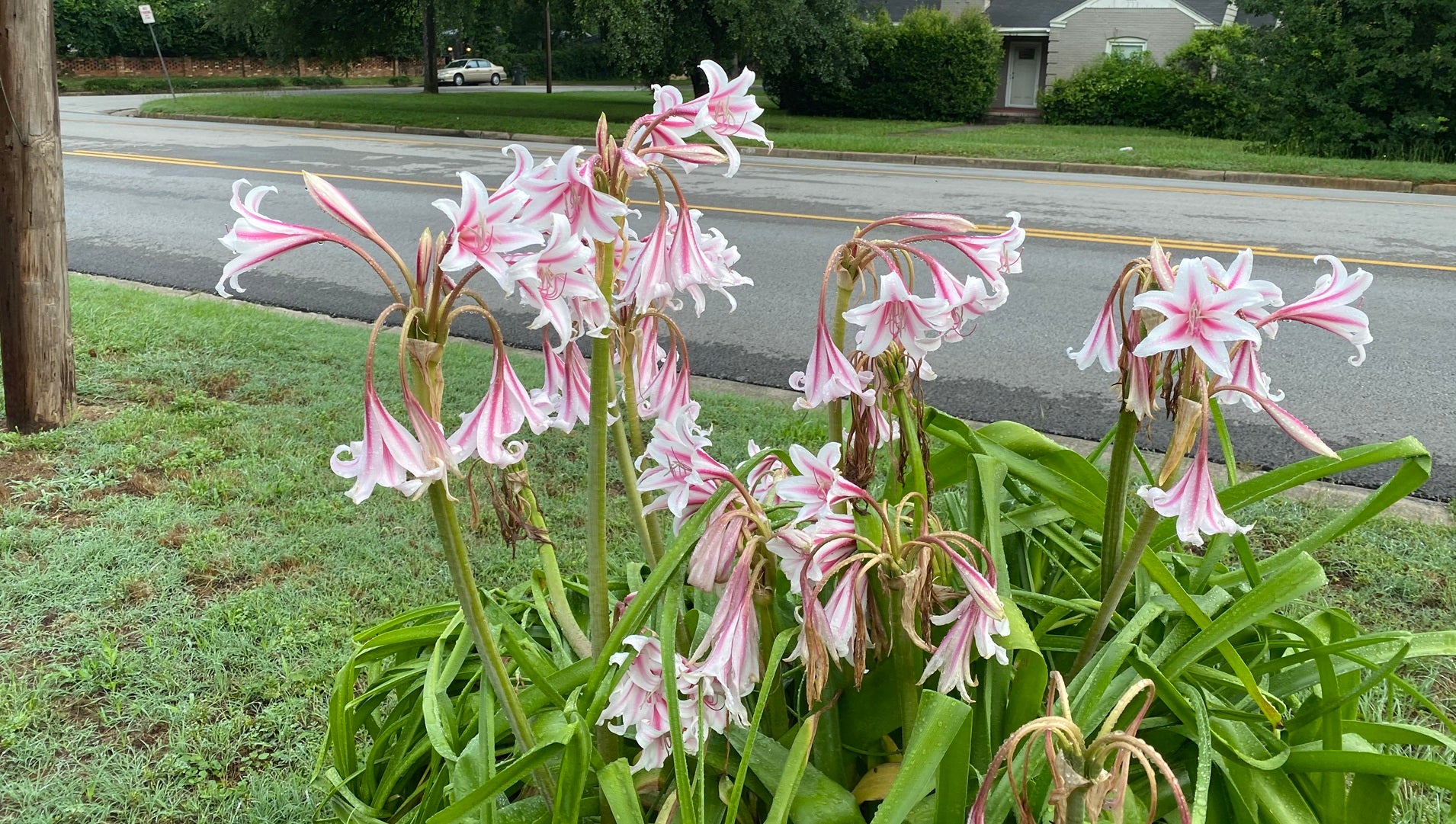A Milk and Wine crinum clump blooming in a Southern garden
