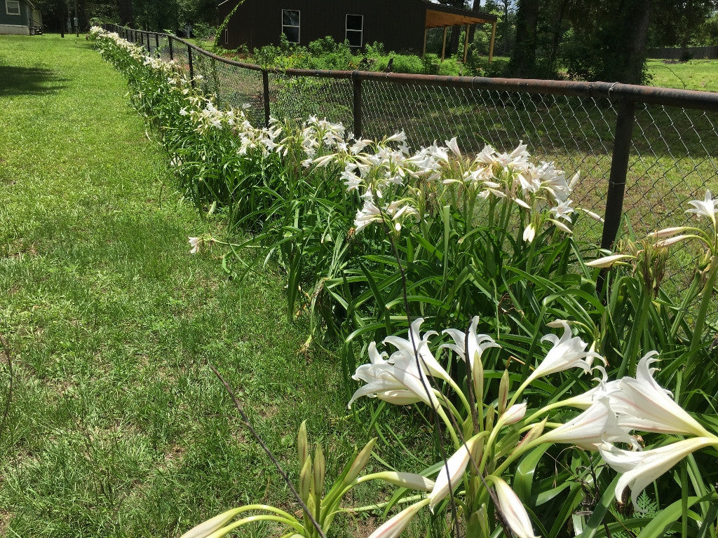 Milk and Wine crinum blooming in a garden bed