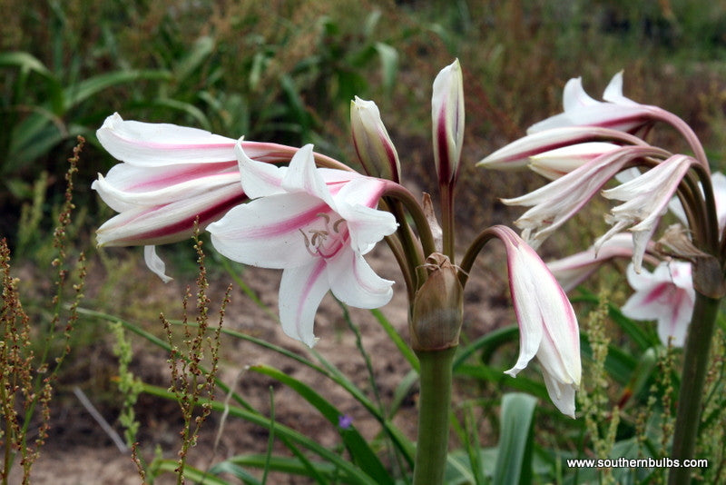 Open Milk and Wine crinum trumpets