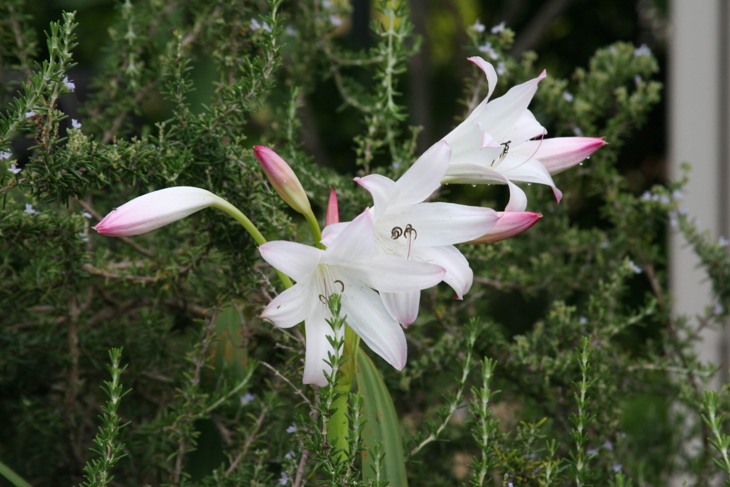 Mrs. James Hendry crinum, blush trumpets in the garden