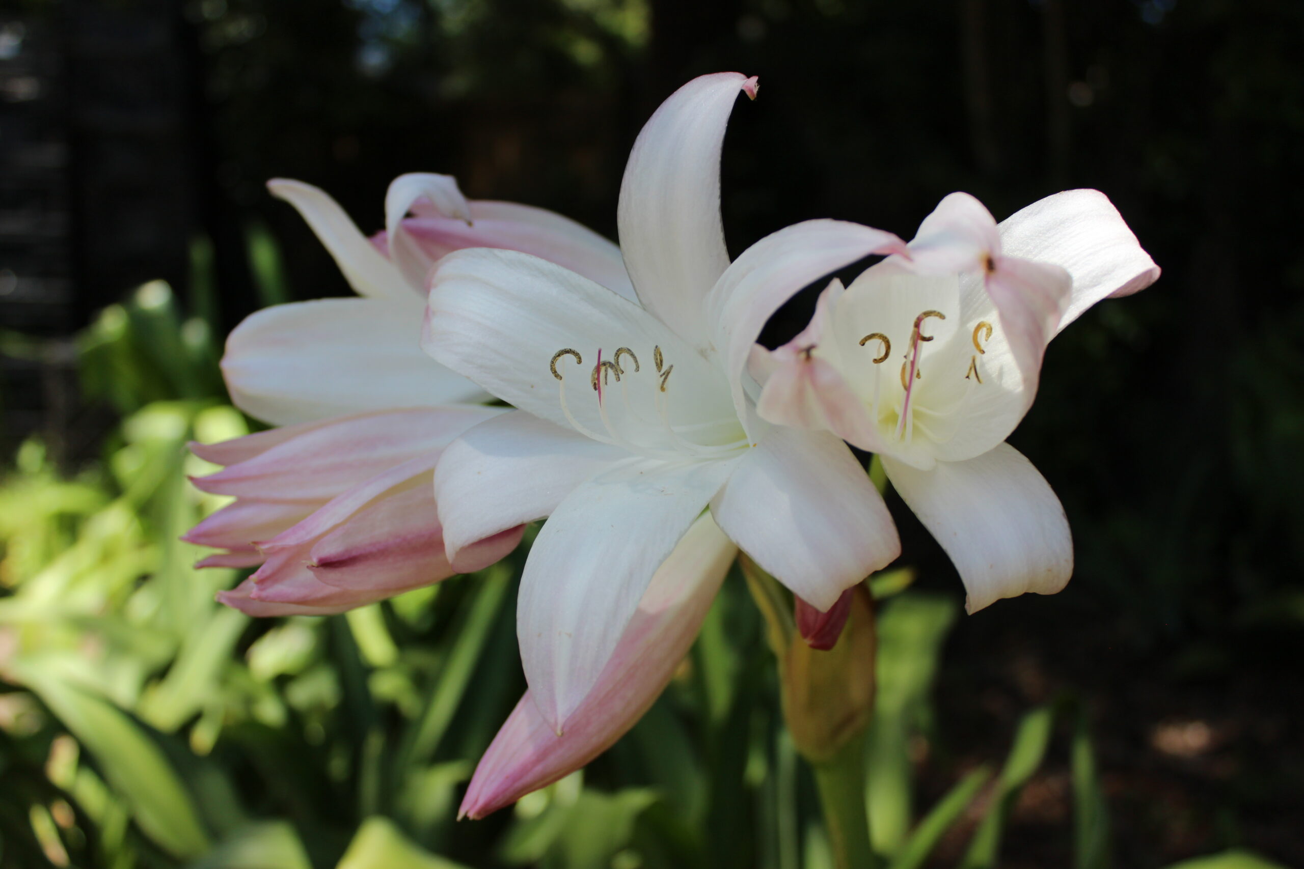 Crinum Mrs. James Hendry, blush-striped buds and white trumpets in the garden