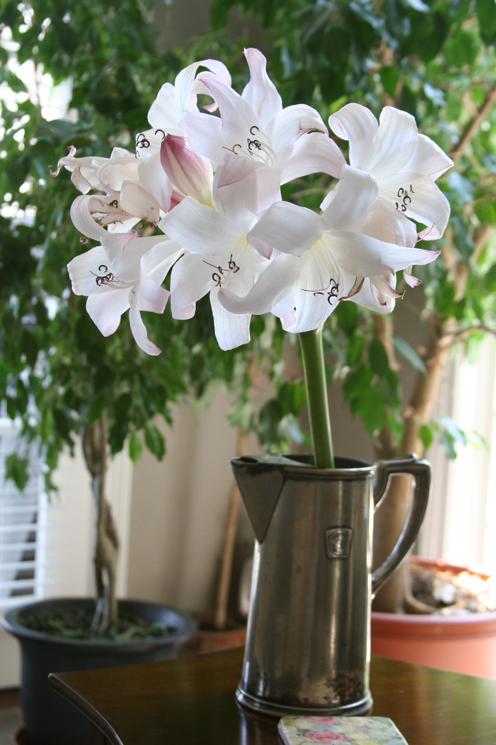 Cut Mrs. James Hendry stems in a pewter pitcher by the window